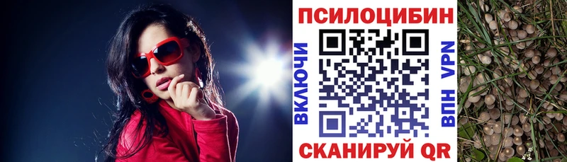 где продают   Кукмор  Псилоцибиновые грибы Cubensis 